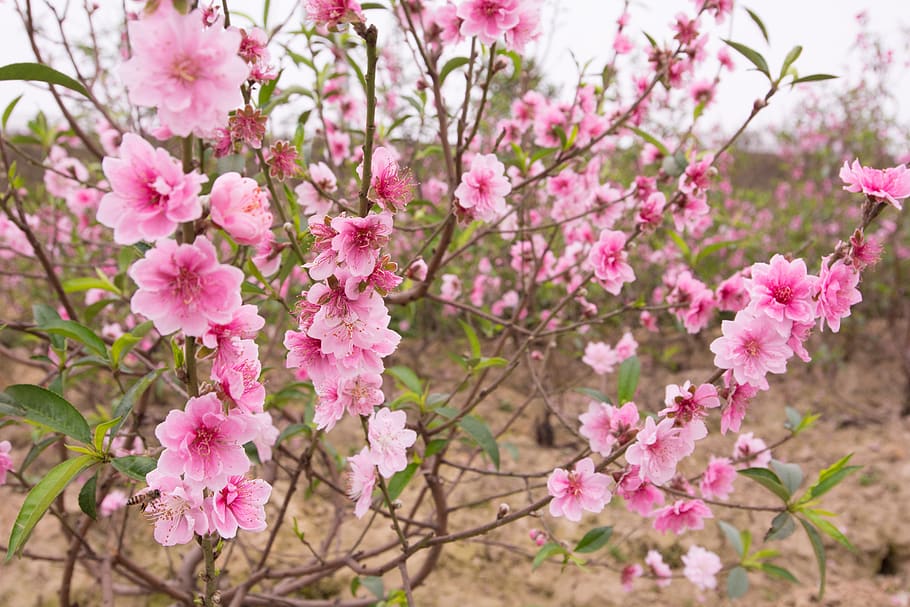 melocotón, flor de durazno, primavera, pastel, rosado, naturaleza, flores,  árbol, planta, floración | Pxfuel