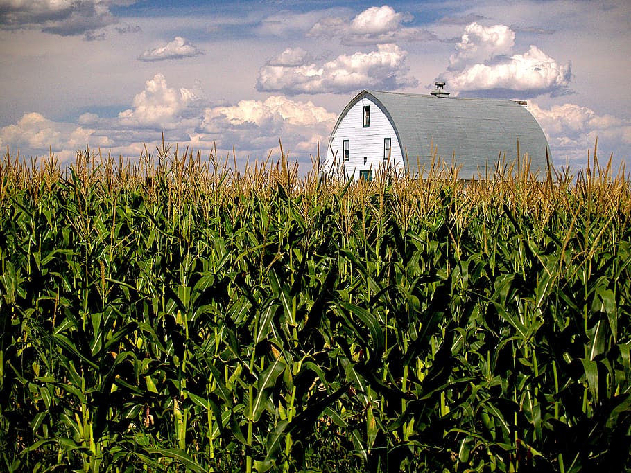 milho, campo, celeiro, céu, fazenda, nuvens, agricultura, colheita, verão, rural