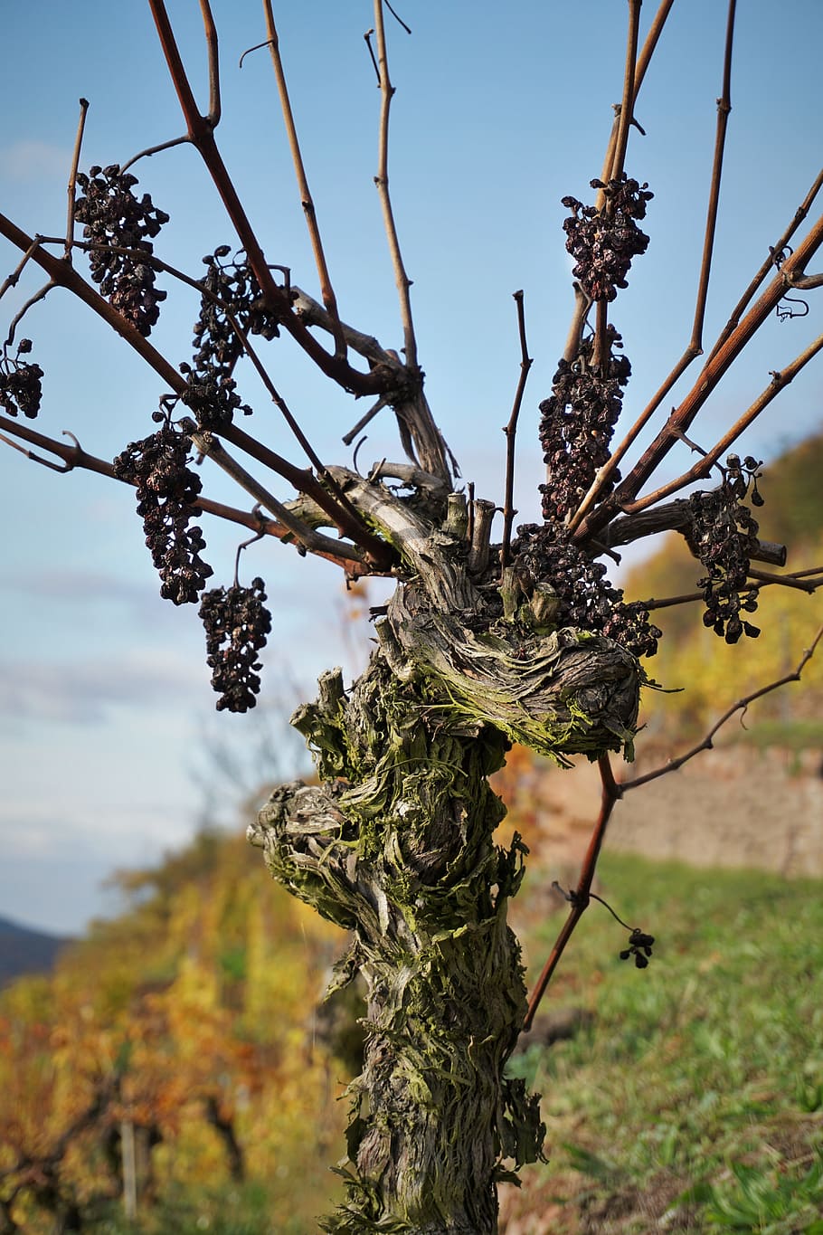 grapevine, vineyard, landscape, winegrowing, vine, nature, vines, wine, vines stock, grapes