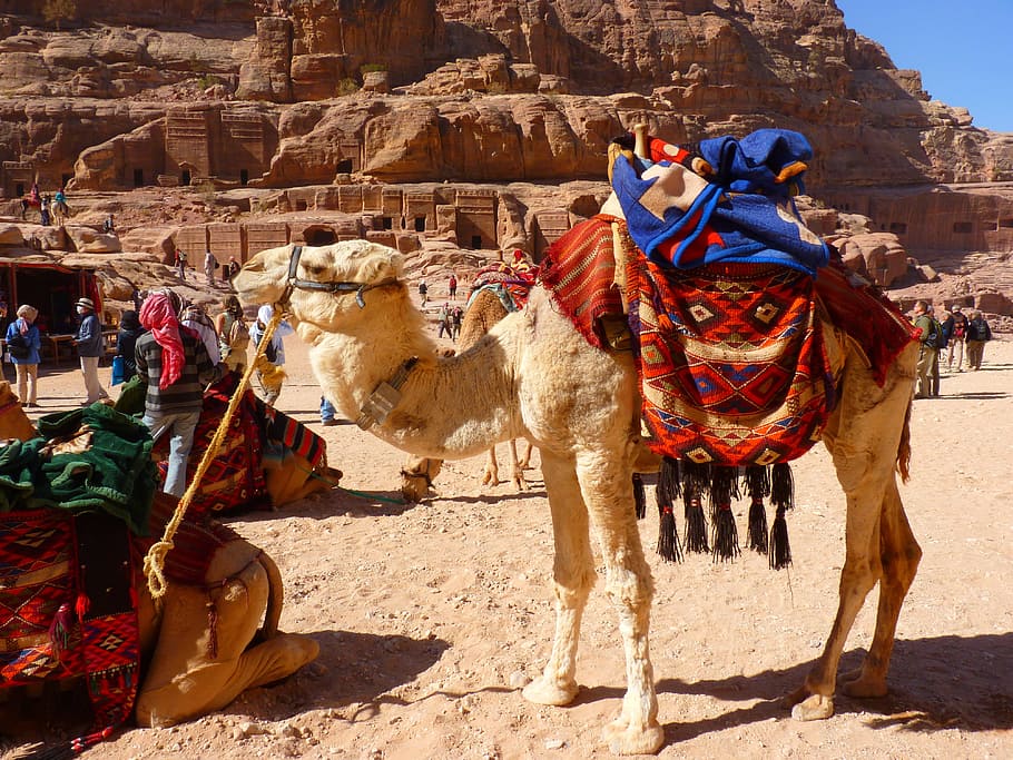 textiles on camel, petra, jordan, holiday, travel, middle east, camel, animal, foot, desert