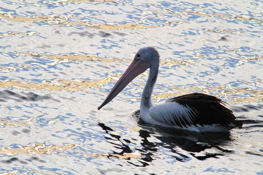 Pelican, Animal, Water, shimmering, water bird, pelecanidae, great white pelican, pelecanus onocrotalus, eastern white pelican, rosy pelican