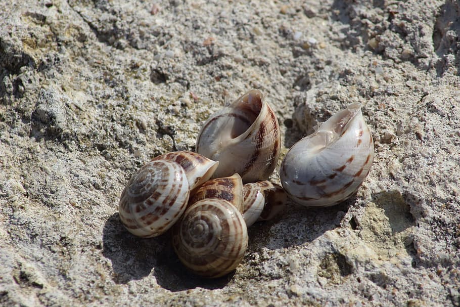 nature, shell, sand, coast, beach, sea, krupnyj plan, land, snail, sink