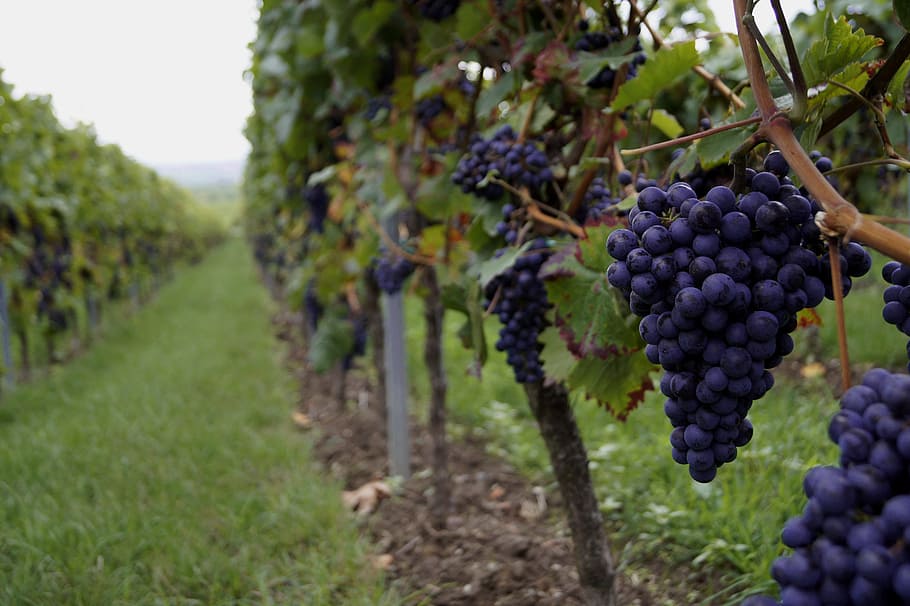 selective, focus, black, grapes, wine, vine, grapevine, red grapes, vineyard, fruit