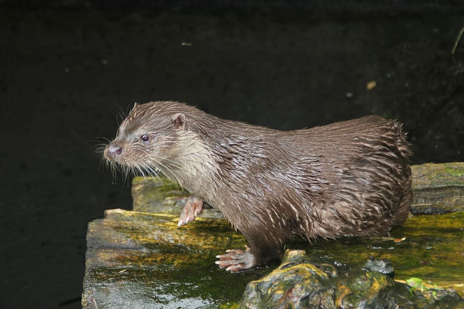 Sea ​​Otter, Animal, Alpenzoo, Innsbruck, alpenzoo, innsbruck, austria, tyrol, wet, water, one animal