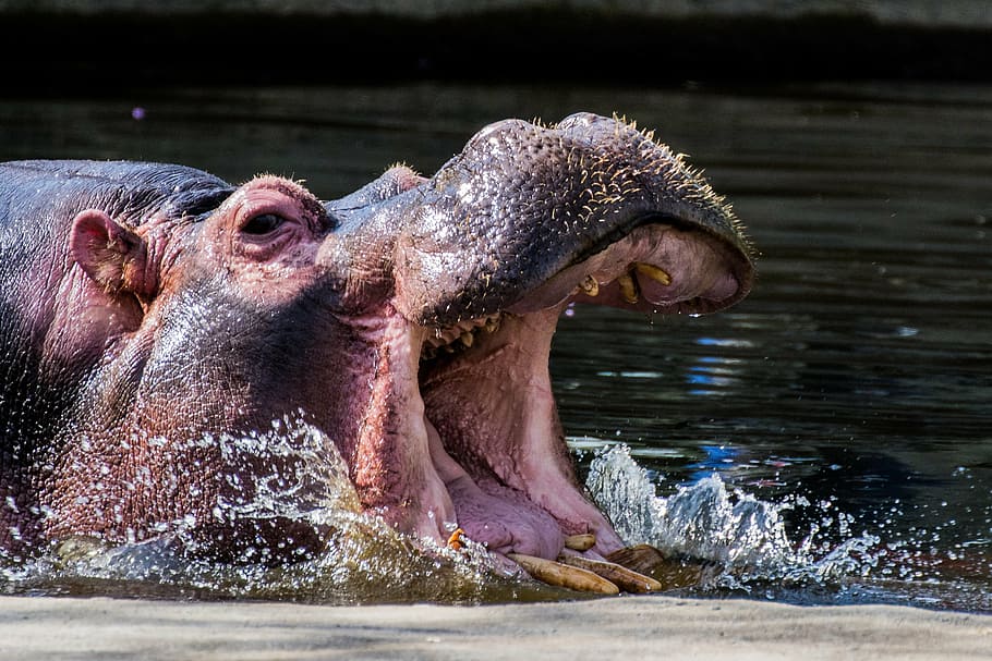 hippopotamus, hippo, tooth, swim, hard, large, water, one animal, animal, mouth open