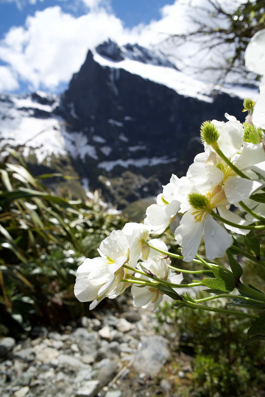 nature, flowers, plants, season, beautiful, park, tracking, new zealand, icecap, the milford track