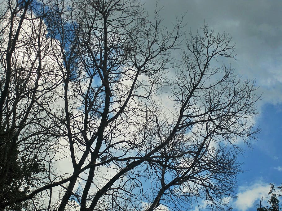 bare branches, trees, branches, bare, stripped, winter, sky, clouds, tree, nature