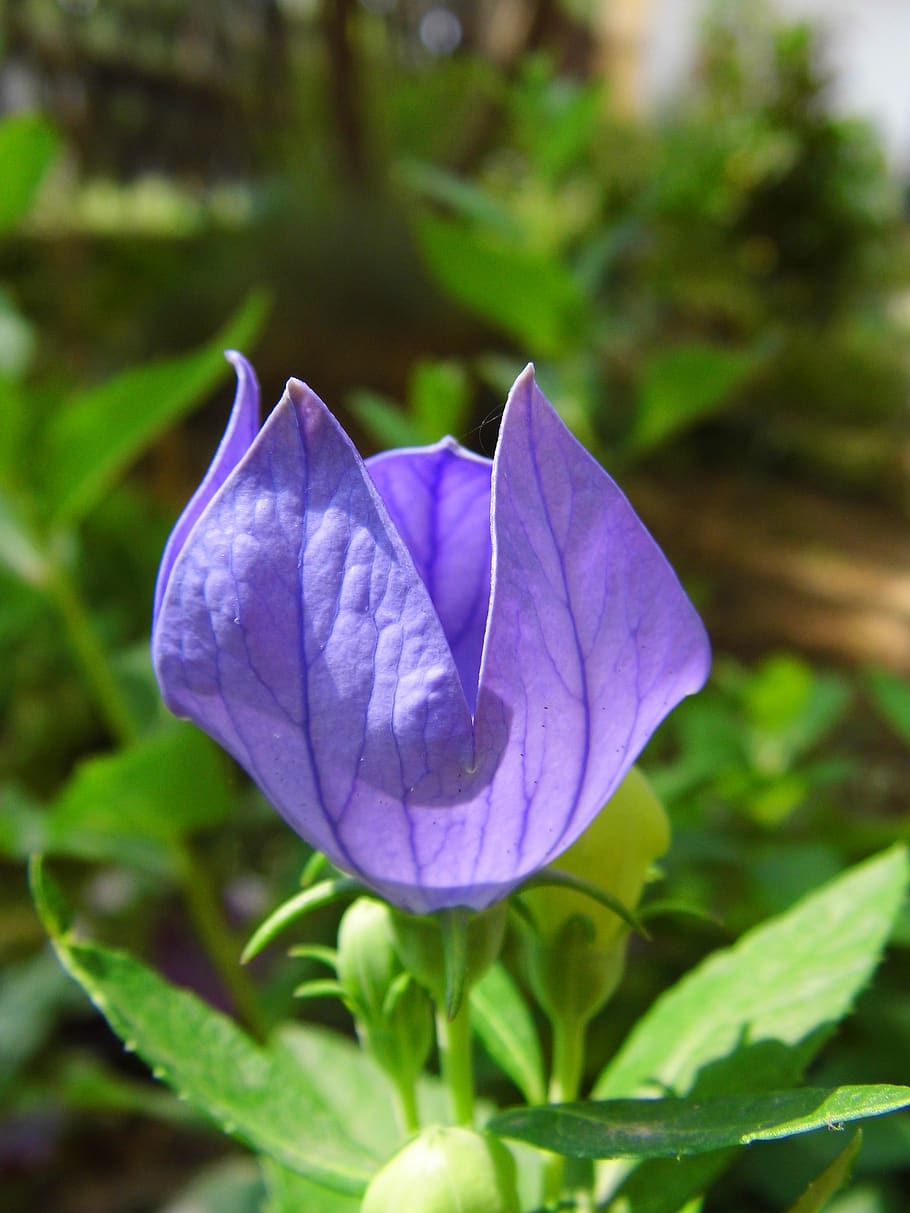 the chinese doorbell, balónovník veľkokvetý, blue flower, plant, nature, flower, flowering plant, fragility, freshness, close-up