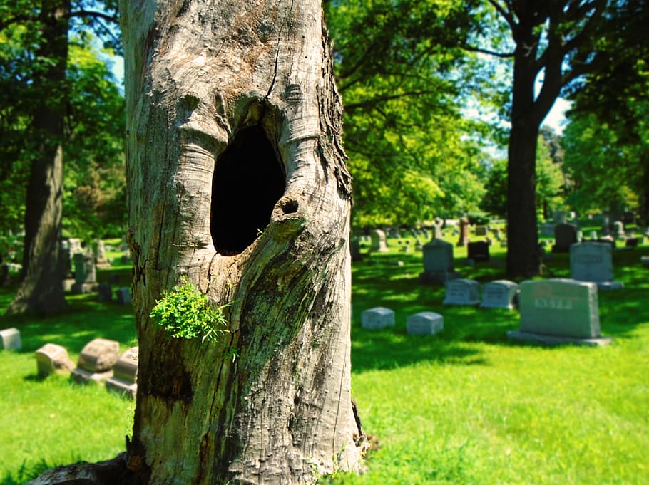 Pohon Mati, Pohon Berongga, Kematian, Pemakaman, tanah kuburan, kulit kayu, mati, berongga, pohon, batang