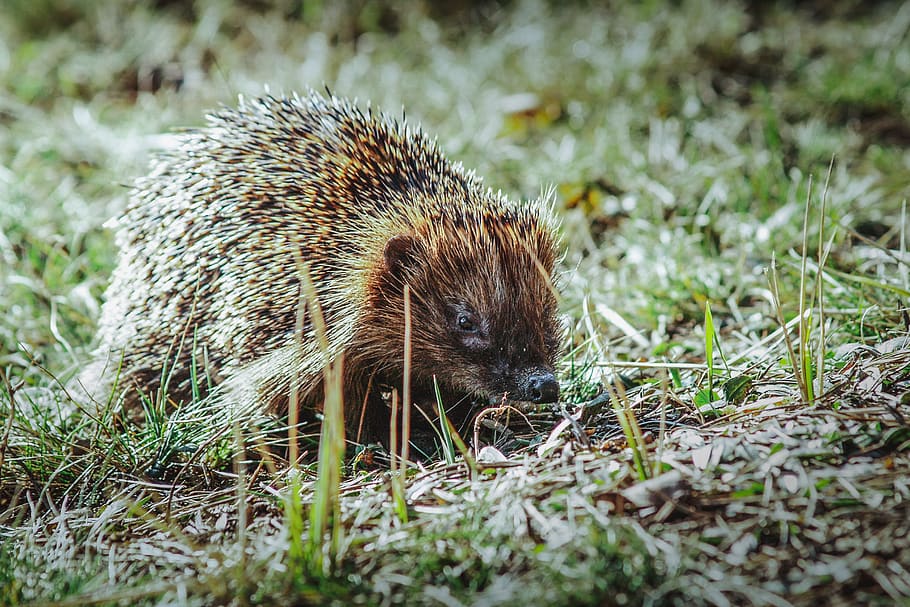 hedgehog, grass, animals, garden, nature, the environment, wild, brown, eye, spikes