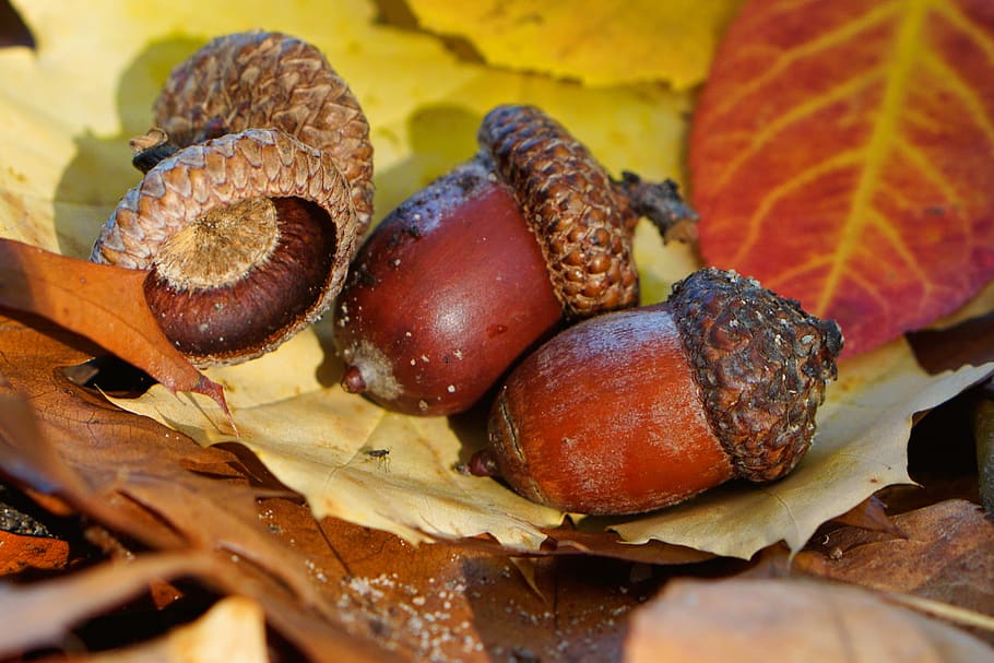 acorns, acorn leaves, autumn, fall leaves, nature, autumn colours, leaves, fall color, october, landscape