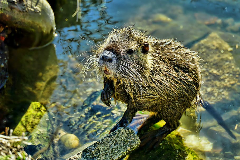 close-up photo, brown, beaver, nature, waters, nutria-young, animal world, animal, nutria, cute