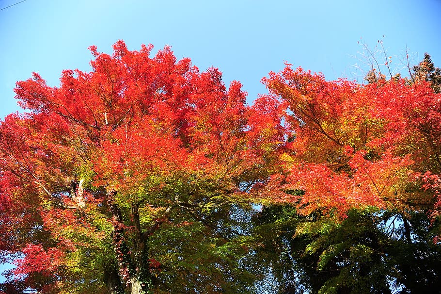 秋の紅葉もみじ 秋 木 変化 植物 自然の美しさ オレンジ色 自然 人なし 成長 Pxfuel