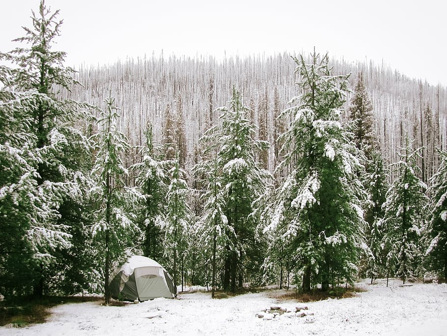 abu-abu, tenda, dikelilingi, pohon pinus, tertutup, salju, kubah, di antara, hijau, pinus
