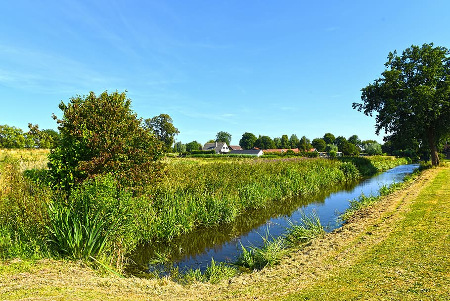 dutch landscape, polder, waterway, field, tree, farm, countryside, rural, flat, reeds