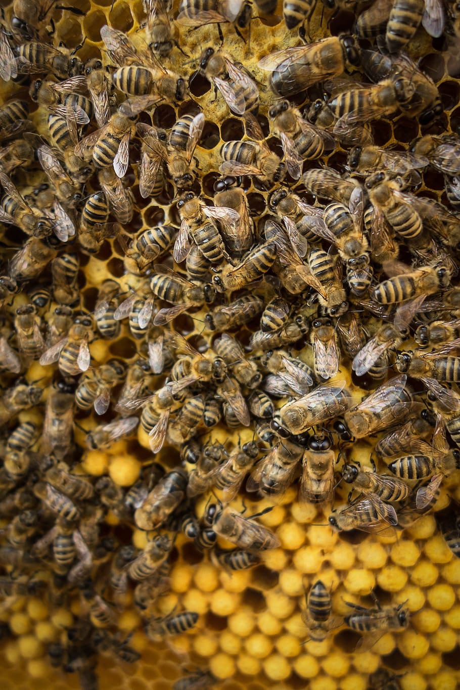 bee, wax, hive, insect, apiculture, honey bee, invertebrate, honeycomb, beehive, group of animals