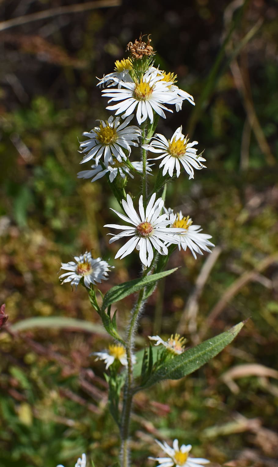 white aster, wildflower, flower, blossom, bloom, plant, nature, white, yellow, colorful