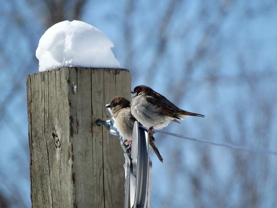 Birds, Sparrows, Winter, animal wildlife, bird, animals in the wild, snow, animal themes, animal, vertebrate