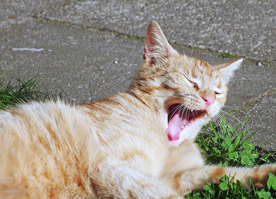 orange, tabby, cat, yawning, green, leafed, plant, outdoor, sun, tired