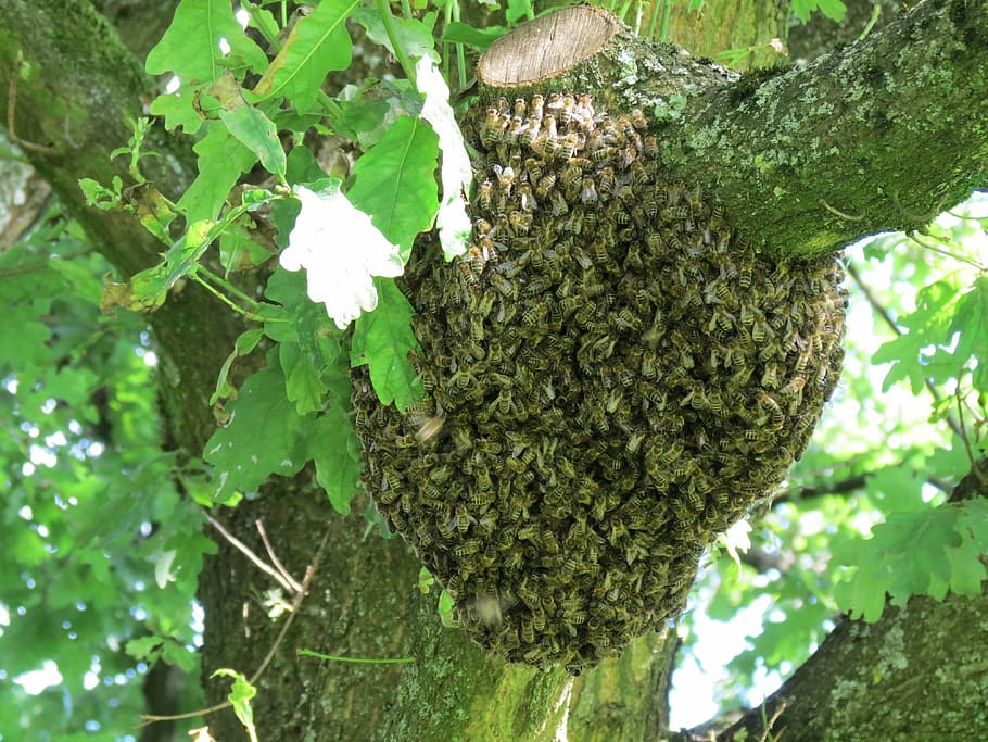 hive, swarm, bees, insect, nature, summer, tree, beehive, bee, plant