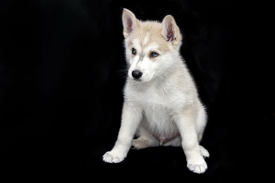 copper, white, siberian, husky, puppy, animals, cute, sweet, dog, pets