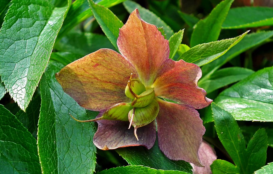 hellebore, flowers, garden, spring, pink, the petals, nature, blooming, closeup, foliage