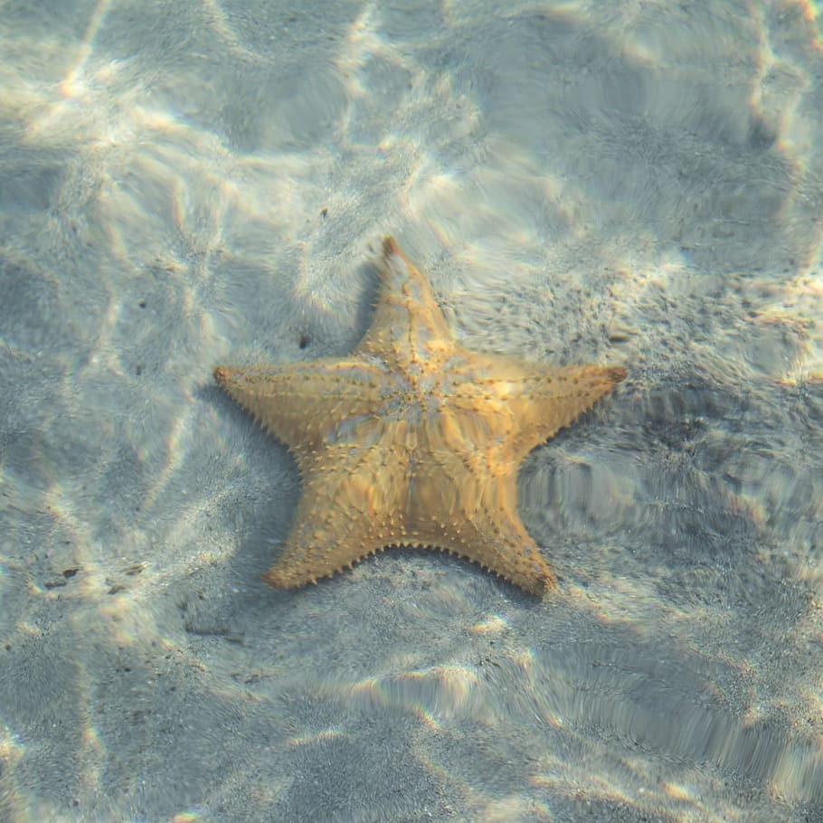 white, starfish, body, water, star, fish, animal, sea, ocean, vacation