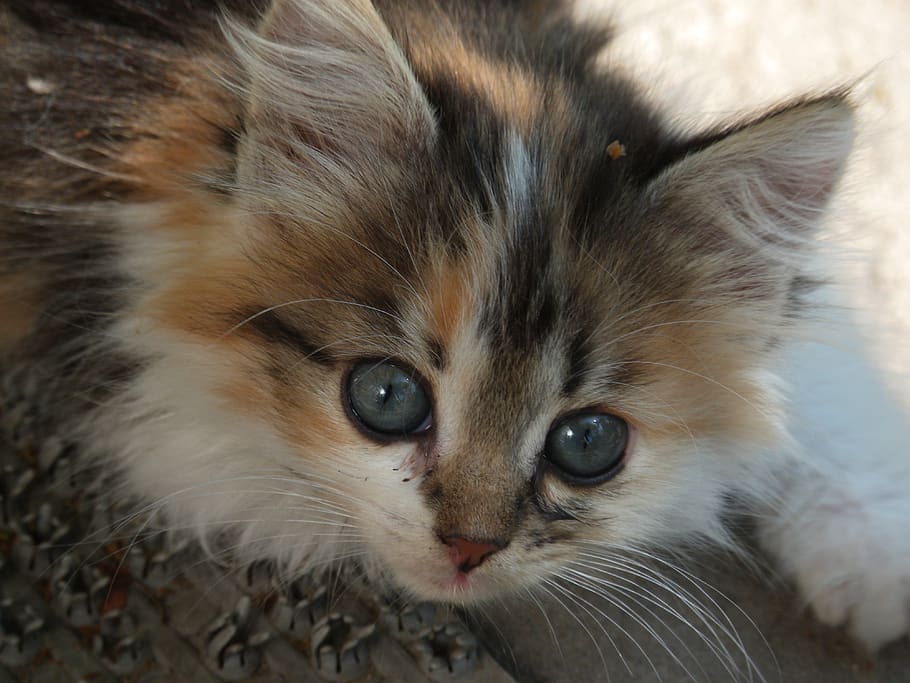 kitten, tricolor kitten, kitty, tricolor, pet, domestic, one animal, mammal, animal themes, pets