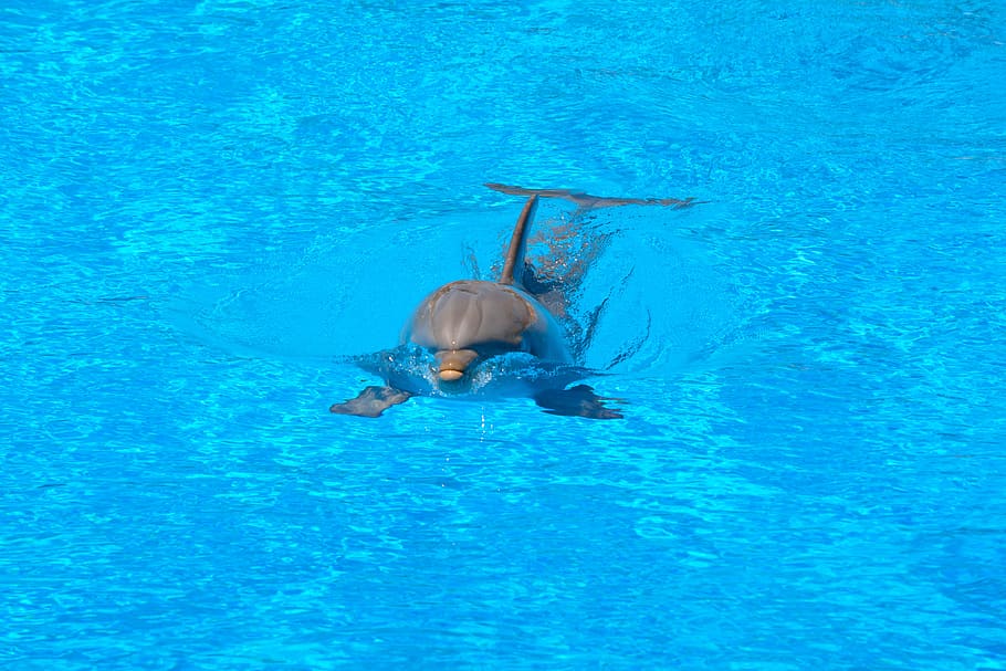 photo of dolphin, Dolphin, Swim, Water, Blue, Jump, water, blue, dolphinarium, fish, amimal