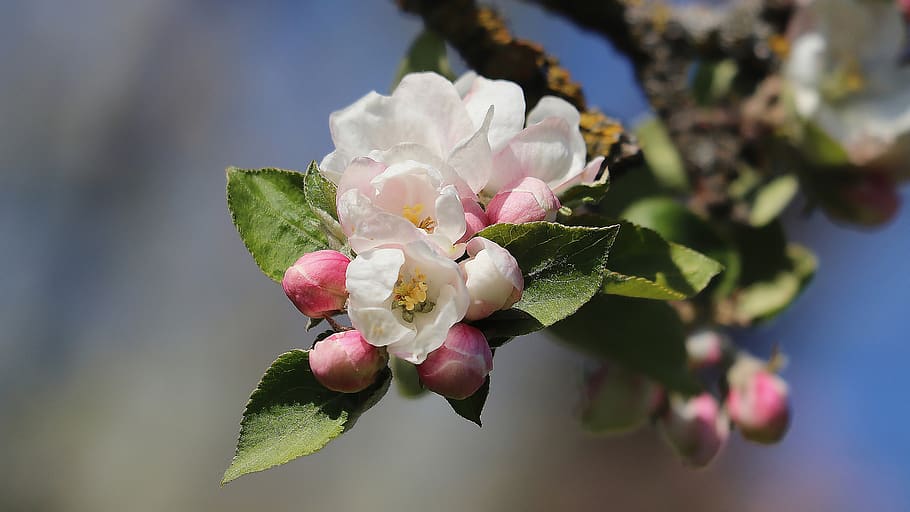 apple tree blossom, spring, apple tree flowers, apple blossom, bloom, branch, pink, fruit tree blossoming, bud, close up