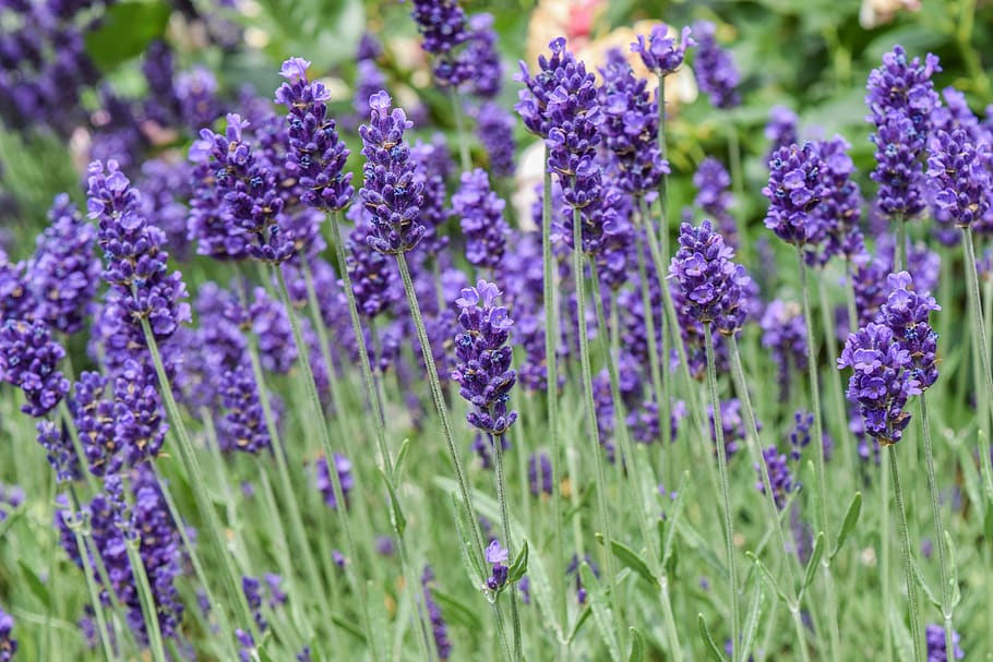 plant, lavender, nature, purple, flowers, summer, violet, garden, fragrance, flora