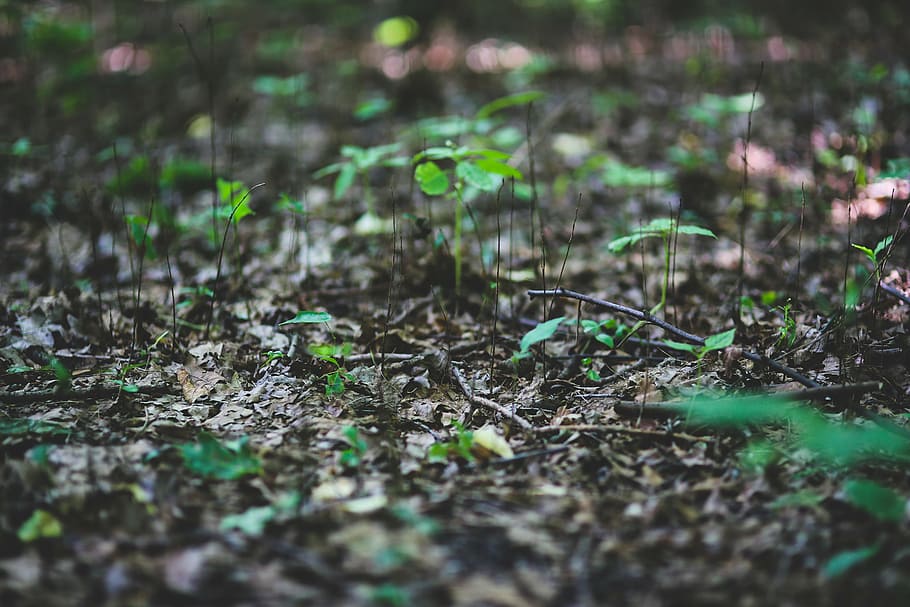 yound, plant, plants, leaf, leaves, litter, green, nature, outdoors, forest