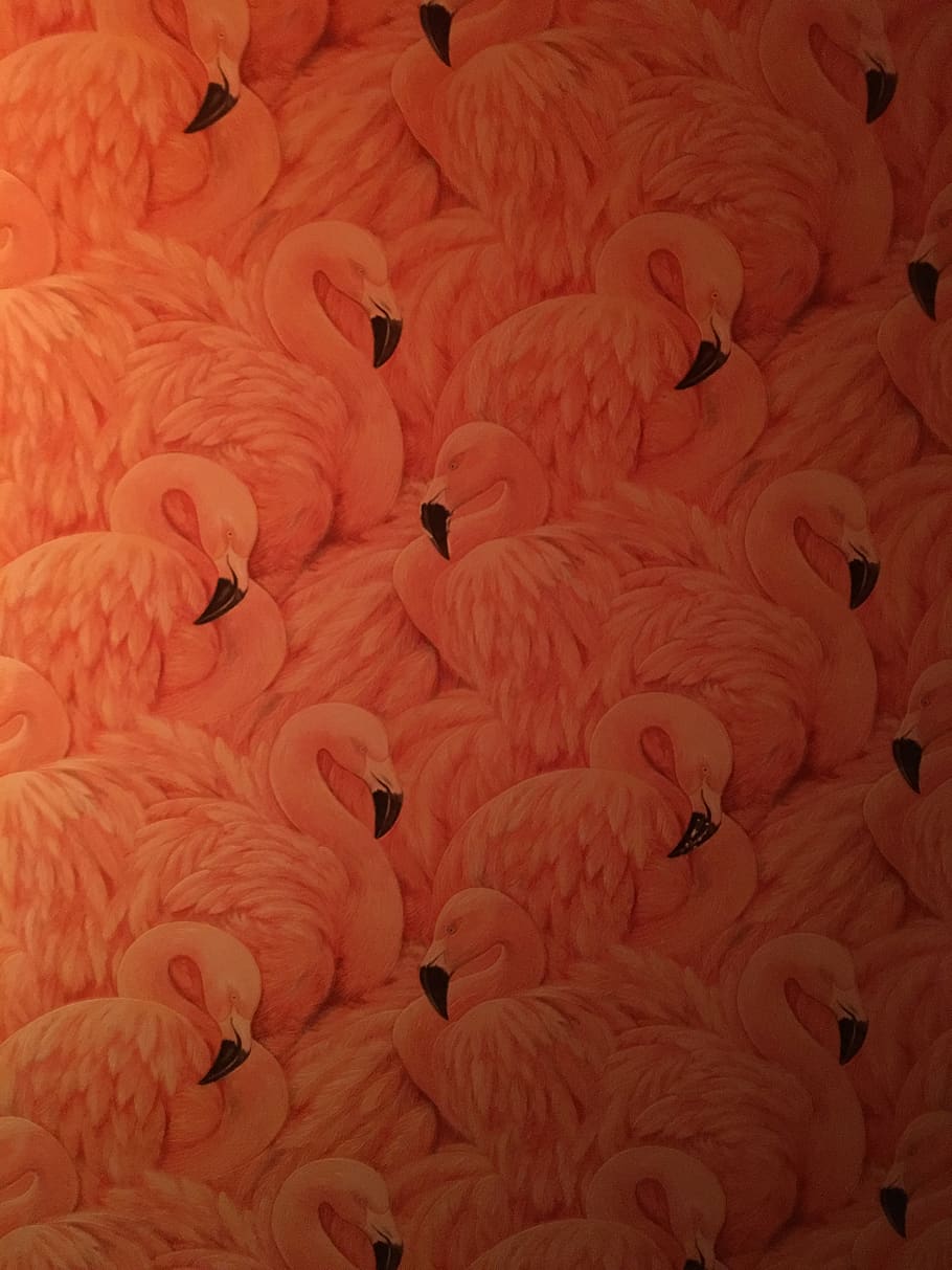 wallpaper, flamingo, pink, tropical, design, bird, nature, pattern, fashion, decoration
