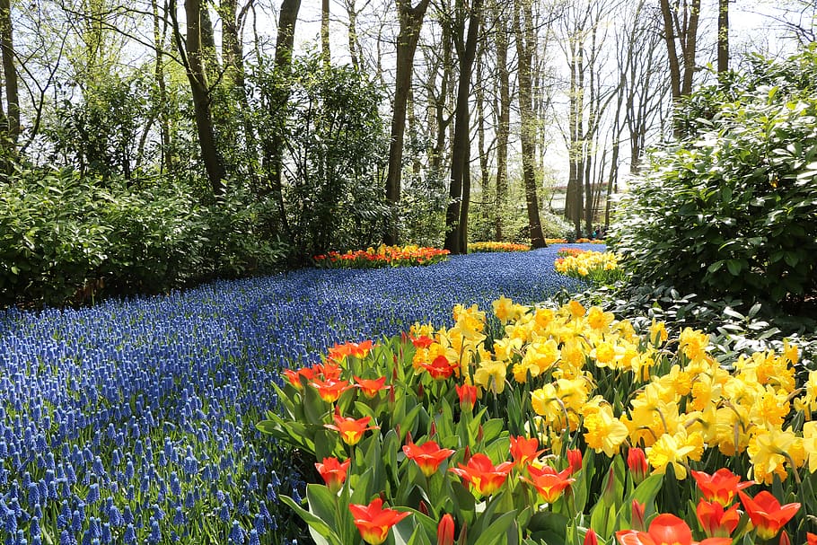 park, holland, keukenhof, flowers, plants, plant, flower, flowering plant, beauty in nature, growth