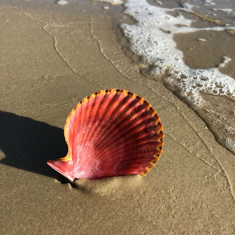 shell, scallop, pink, orange, sand, nature, summer, holiday, shells, seashell