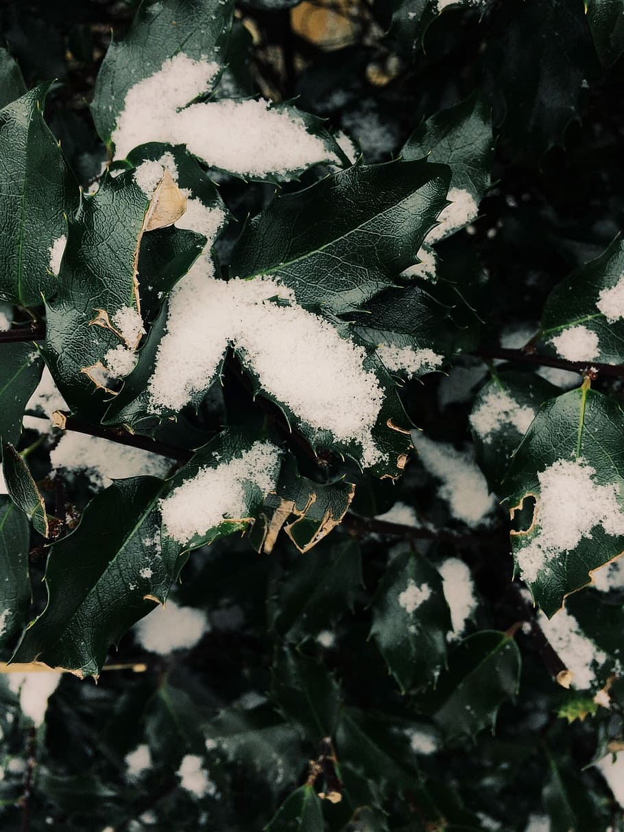 salju, sisa-sisa, daun, hitam, hijau, tanaman, putih, musim dingin, alam, close-up