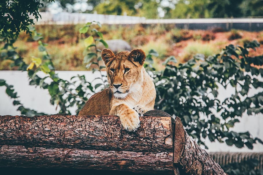 selective, focus photograph, lioness, wood logs, animal, animal photography, big cat, lion, logs, wild cat