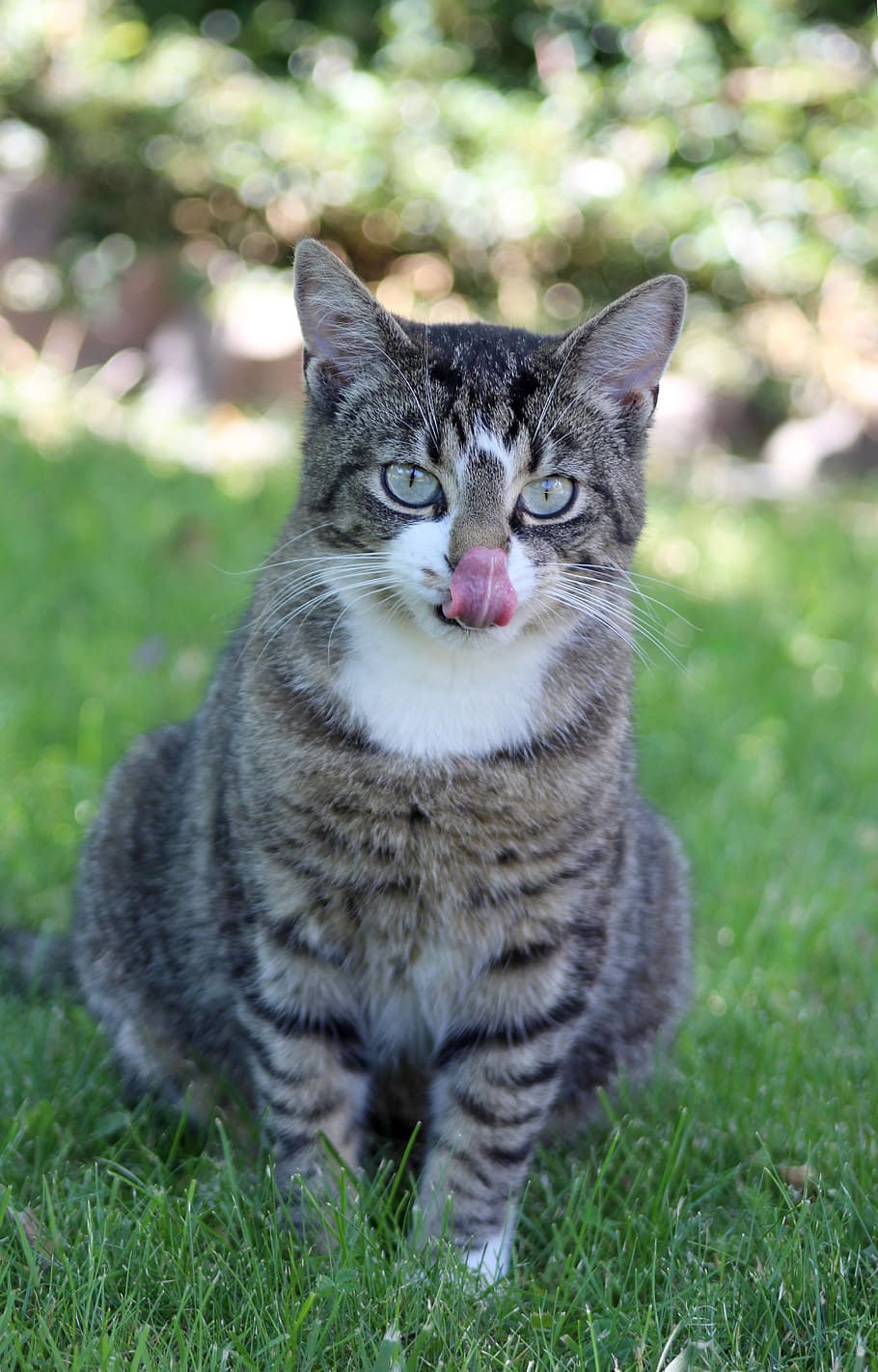 cat, tongue, grey, kitten, mackerel, pet, mieze, cat tongue, straighten out, cat motif