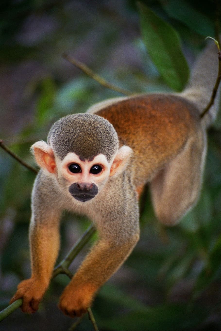Brazil, Mono, Travel, Jungle, Fauna, primate, animal, mammal, wildlife, nature