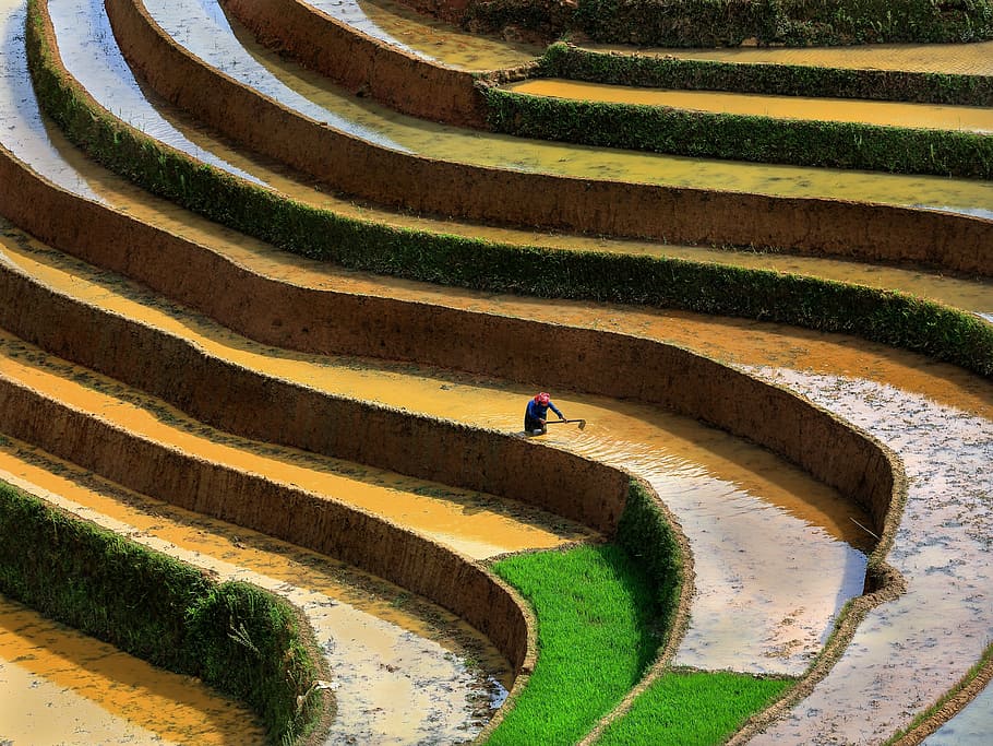 風景写真, 稲の階段, 風景, テラス, 季節ごとに畑に水を注ぐ, 北西ベトナム, 高角度のビュー, 水, パターン, 建築