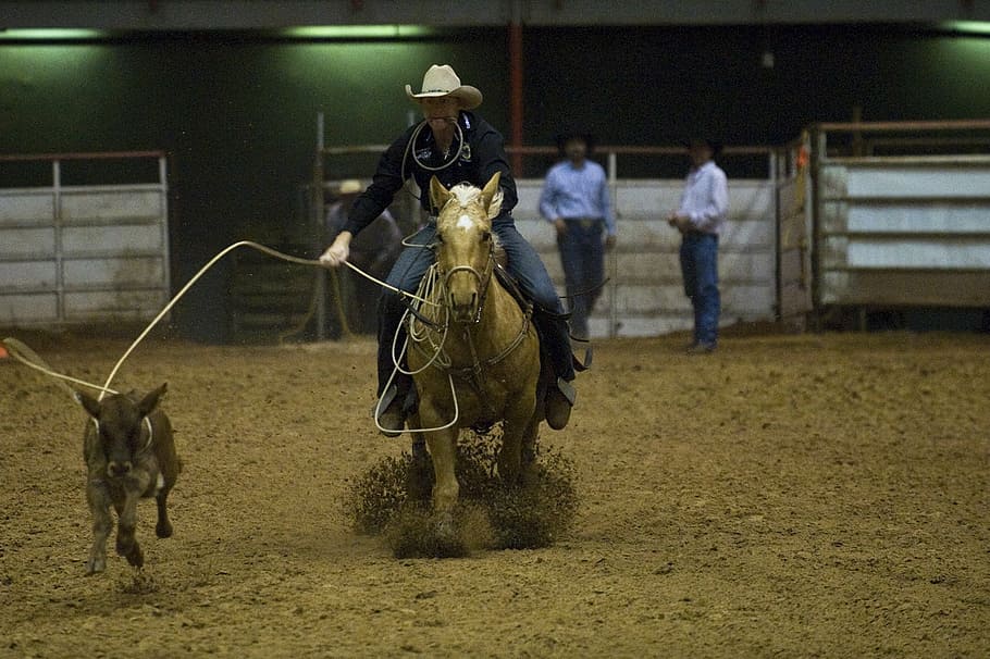 rodeo, calf, roping, arena, competition, western, cowboy, cattle, usa, horse