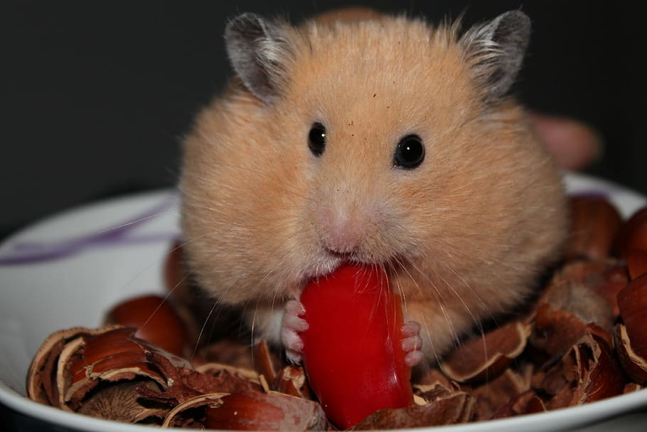brown, hamster, eating, nut, goldhamster, animal, nuts, animal themes, close-up, one animal