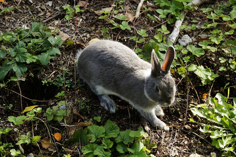 hare, bunny, rabbit, pet, dwarf rabbit, cute, meadow, garden, hunny, nager