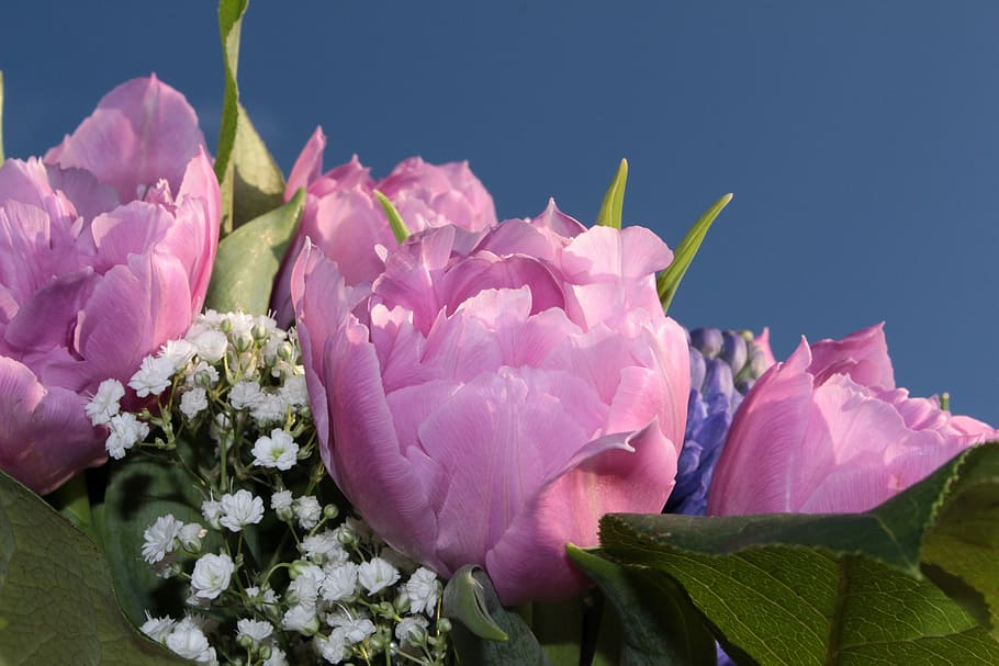 close-up photography, pink, peonies, white, baby, breath flowers, bouquet, double tulips, filled, tulips pink