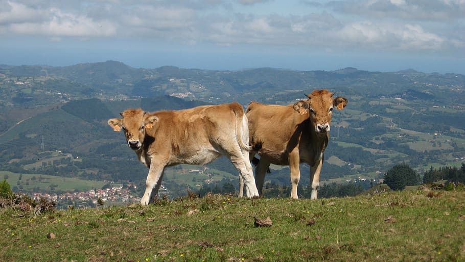 calves, nature, animals, prairie, pasture, asturias, fields, mountains, see, mammal