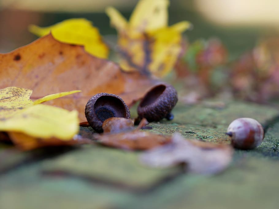 acorns, wall, nature, autumn, close up, mood, fall color, leaves, oak leaves, autumn mood