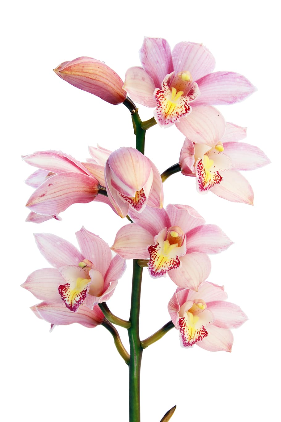 pink, closeup, Boat, Orchids, orchid, flowers, plant, bloom, white, pink Color