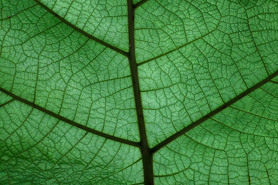leaf, plant, structure, background, green, color, close up, pattern, nature, leaf vein