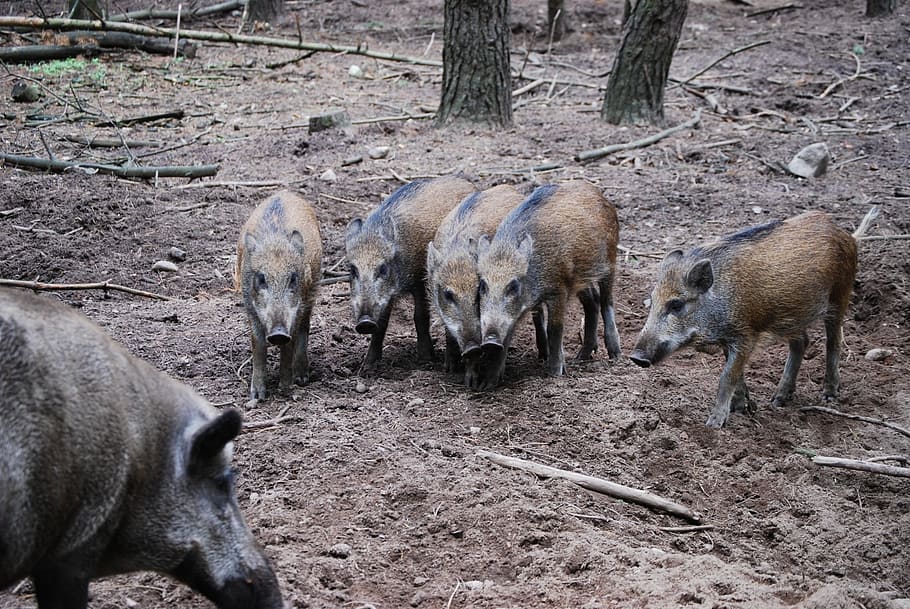 wild boars, group, brothers and sisters, group of animals, animal, mammal, animal themes, animals in the wild, pig, vertebrate