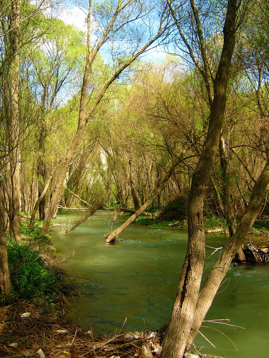 Дерево у воды. Дерево у реки фото. Весенние воды.